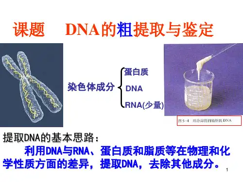 高中生物实验—DNA的粗提取和鉴定