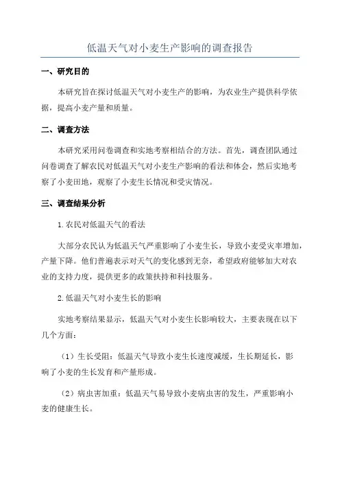 低温天气对小麦生产影响的调查报告