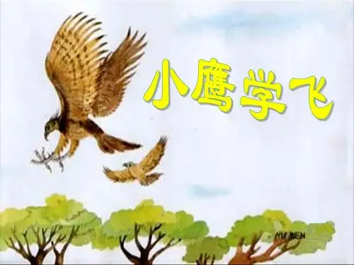 《小鹰学飞》 精品PPT课件4