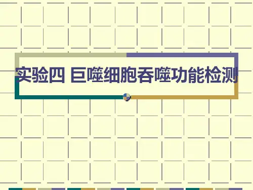 巨噬细胞吞噬功能检测ppt课件