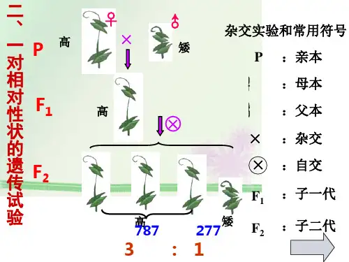 高中生物必修二课件-高中生物必修二课件-1.1.2孟德尔的豌豆杂交实验(一)