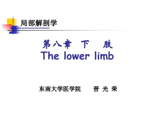 2下肢后部解剖
