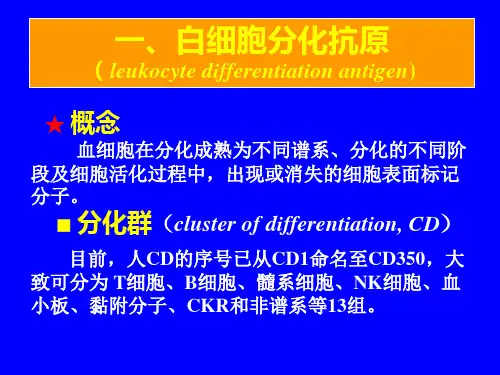 白细胞分化抗原及CAM