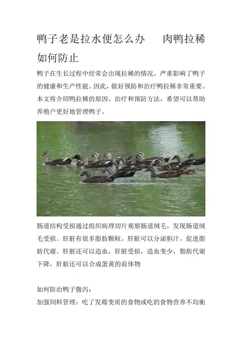 鸭子老是拉水便怎么办肉鸭拉稀如何防止