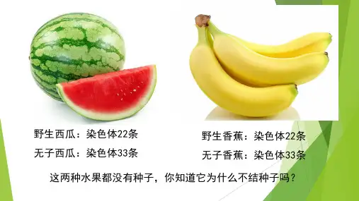 人教新教材第二节染色体变异PPT课件