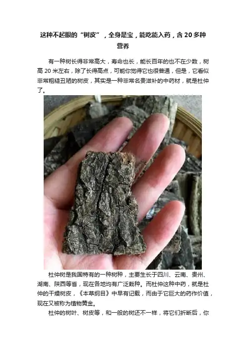 这种不起眼的“树皮”，全身是宝，能吃能入药，含20多种营养