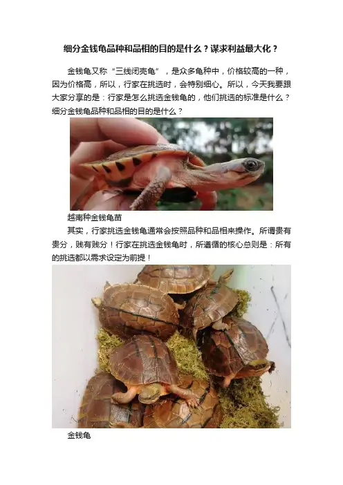 细分金钱龟品种和品相的目的是什么？谋求利益最大化？