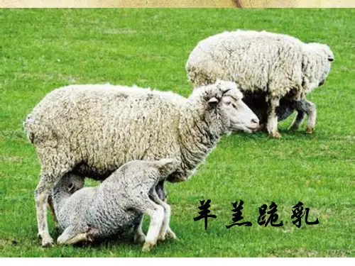 新人教版七年级语文上册教学课件：5.秋天的怀念 (共26张PPT)
