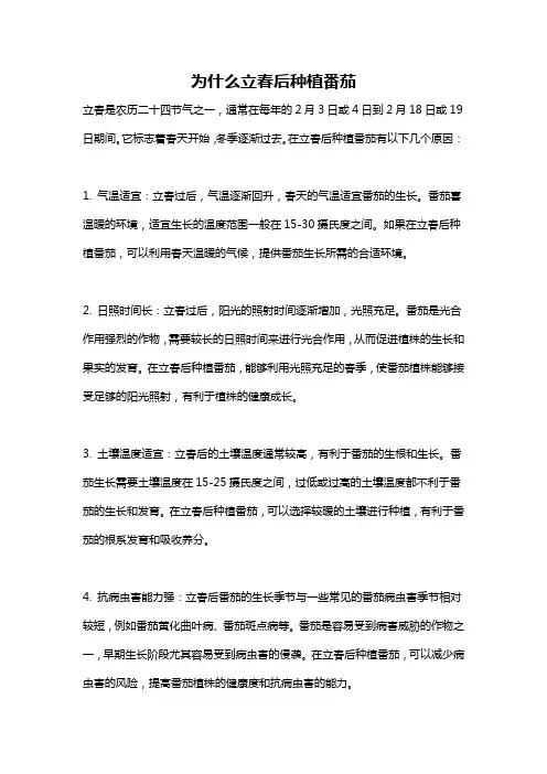 为什么立春后种植番茄