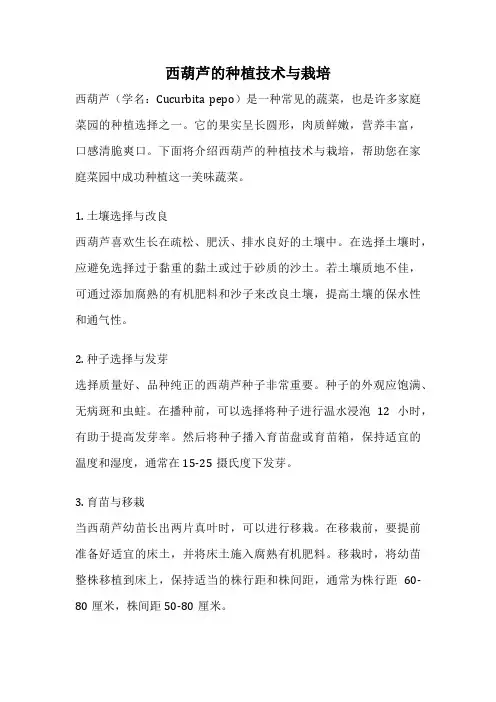 西葫芦的种植技术与栽培