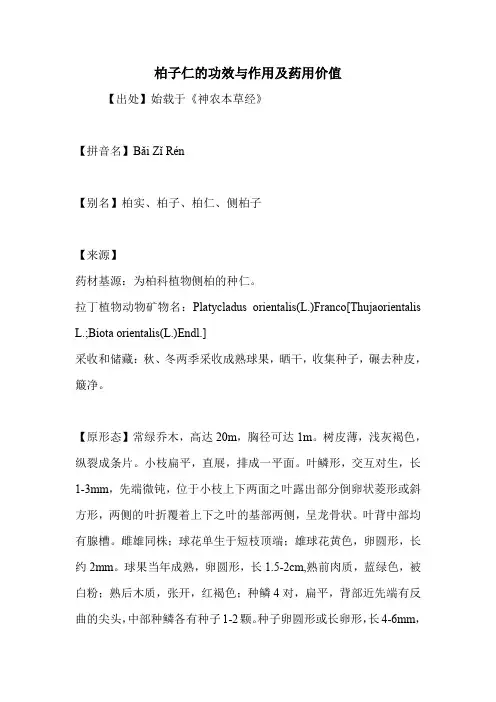柏子仁的功效与作用及药用价值
