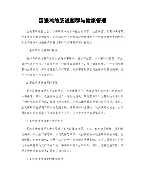 蛋雏鸡的肠道菌群与健康管理
