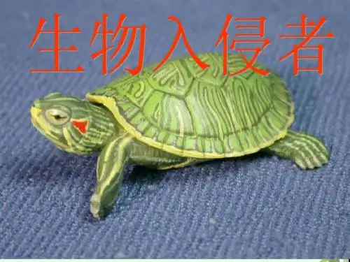 19《生物入侵者》课件