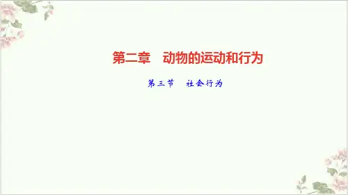 社会行为PPT课件(原文)-八级上册生物