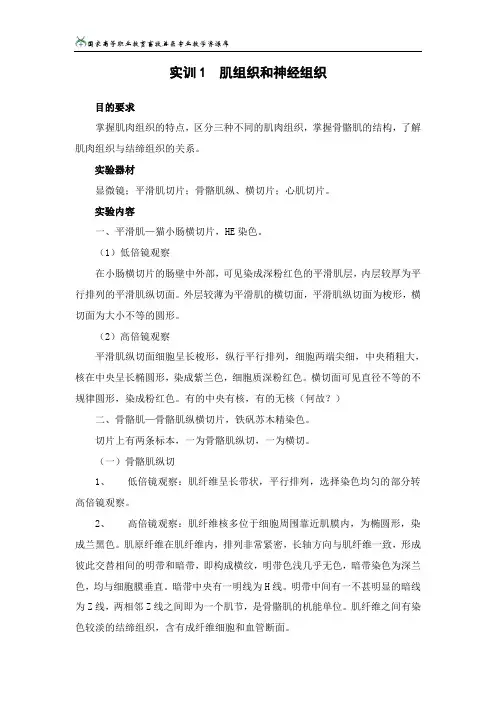 3肌组织神经组织观察解读