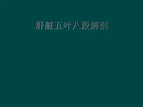 肝脏五叶八段解剖