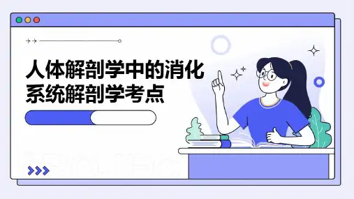 人体解剖学中的消化系统解剖学考点