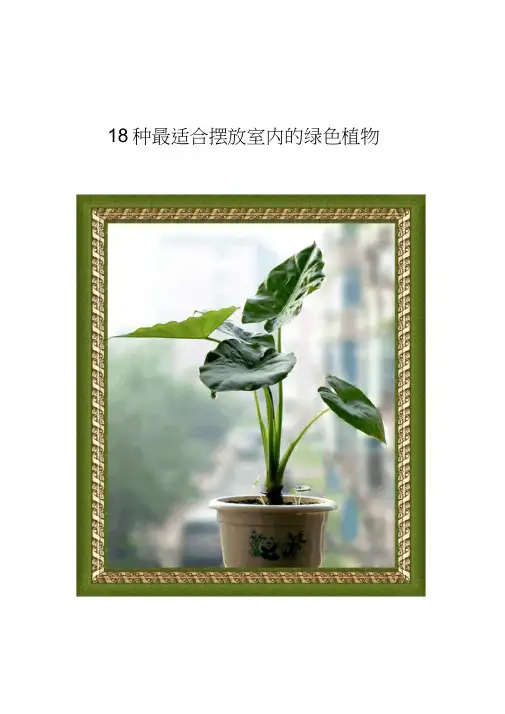 18种最适合摆放室内的绿色植物