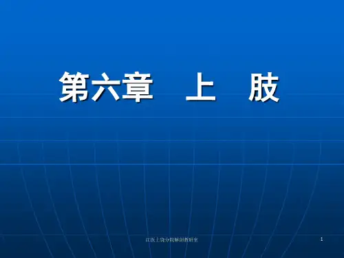 局部解剖学 上肢
