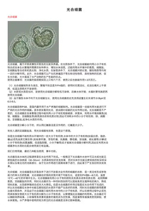 光合细菌——精选推荐