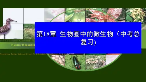 北师大版生物八年级上册第18章生物圈中的微生物(中考总复习课件)