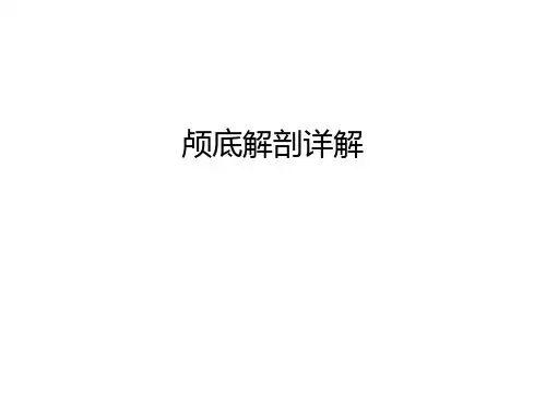 颅底解剖详解培训课件