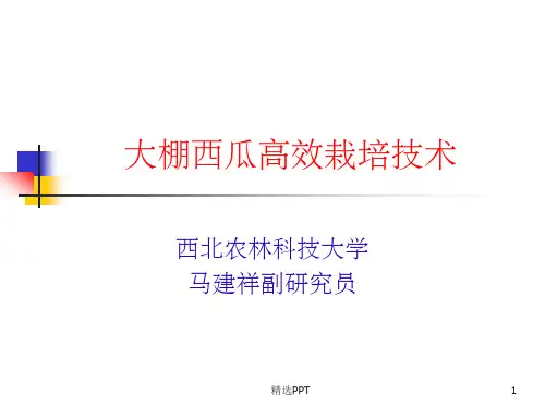 大棚西瓜高效栽培技术