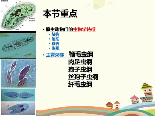 《原生生物的主要类群》-完整版课件