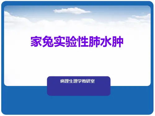 家兔实验性肺水肿ppt课件