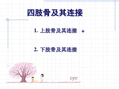 认识人体——四肢骨PPT课件