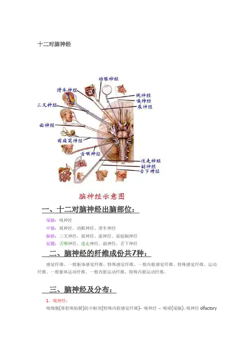 十二对脑神经(附图)