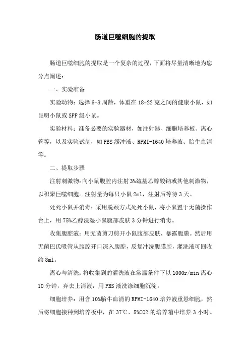 肠道巨噬细胞的提取