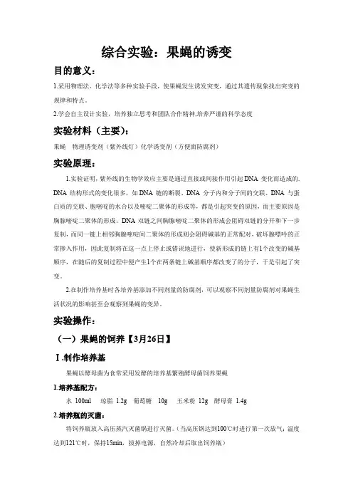 动物遗传试验果蝇诱变实验报告