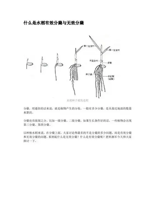 什么是水稻有效分蘖与无效分蘖