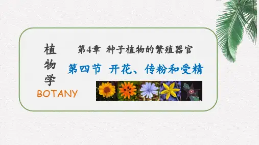 植物学开花、传粉和受精.pptx