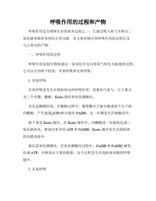 呼吸作用的过程和产物