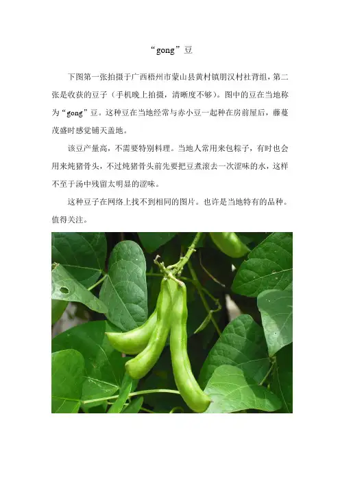 “gong”豆