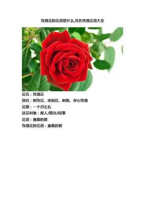 玫瑰花的花语是什么,各色玫瑰花语大全