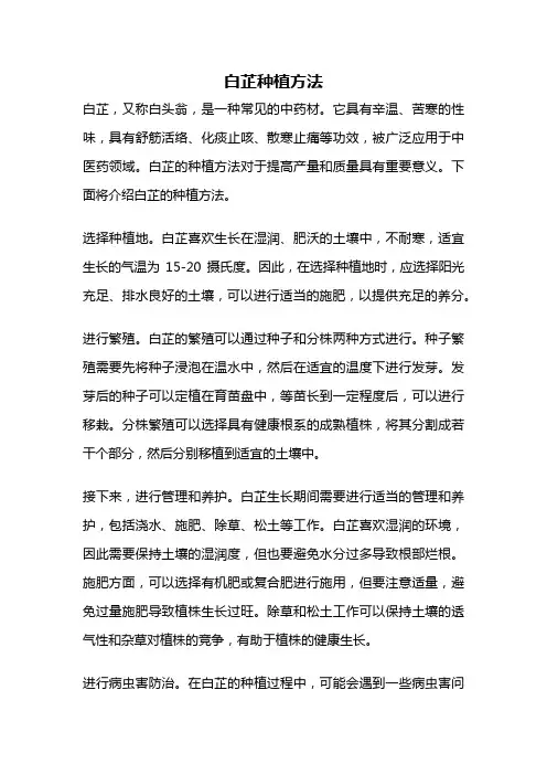 白芷种植方法