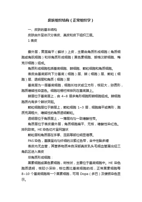 皮肤组织结构（正常组织学）