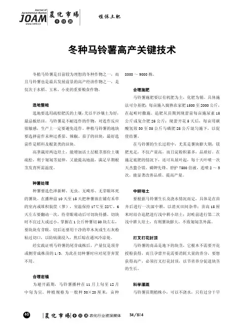 冬种马铃薯高产关键技术
