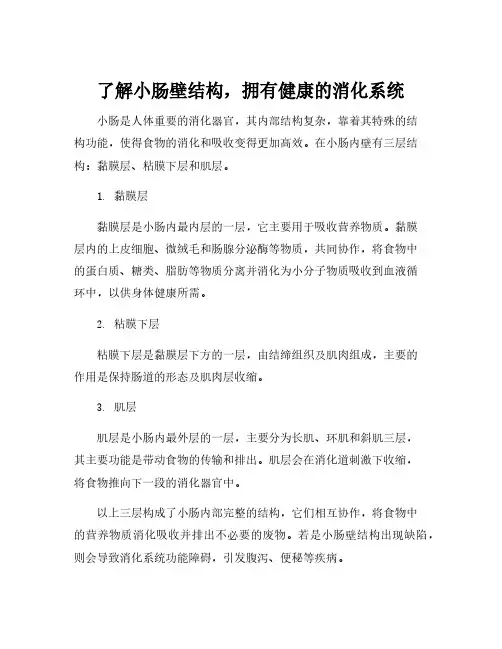 小肠壁结构模型