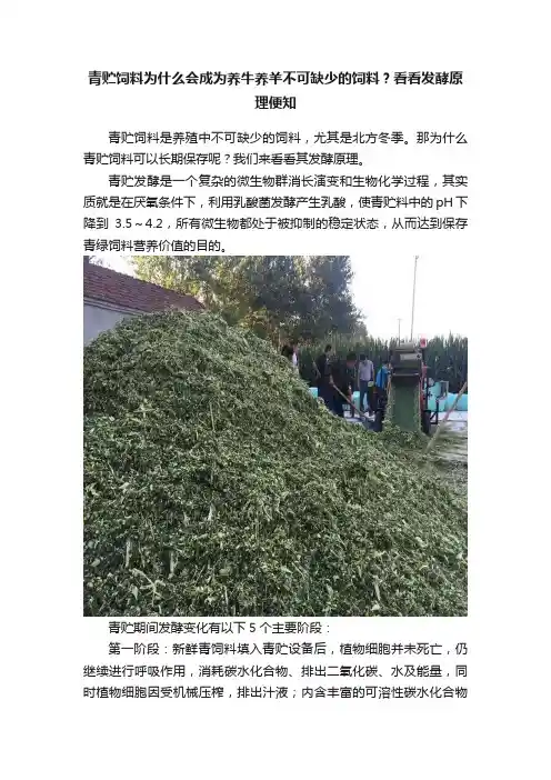 青贮饲料为什么会成为养牛养羊不可缺少的饲料？看看发酵原理便知