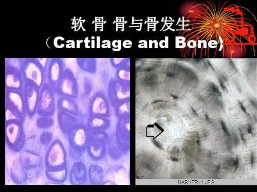 组胚精品课件软骨和骨