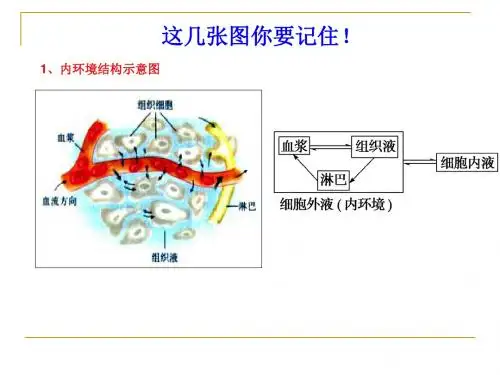 内环境稳态与调节