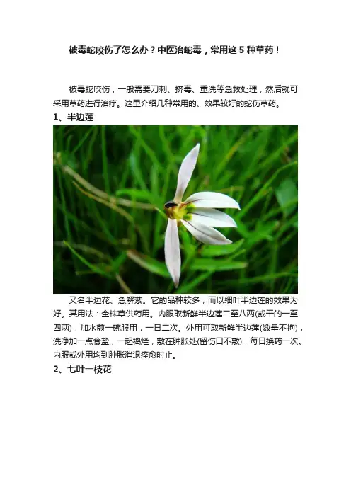 被毒蛇咬伤了怎么办？中医治蛇毒，常用这5种草药！