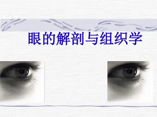 眼科学基础：眼的解剖与组织学