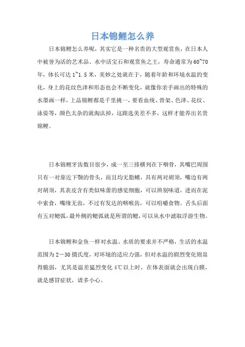 日本锦鲤怎么养