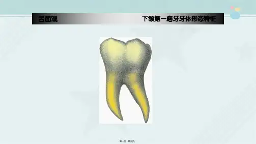 口腔医学专业《牙体解剖(35)下颌第一磨牙牙体形态特征(舌面观)》