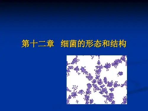 12章_细菌的形态结构